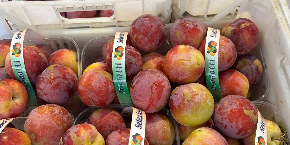 Susinte viola - Italia, cal. 40+, prezzo 1-1,20 euro/chilo
